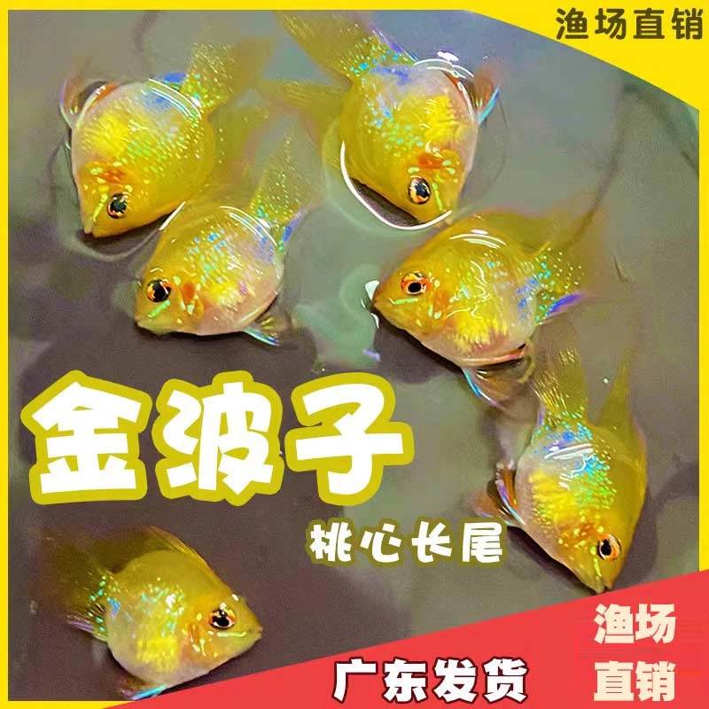 金波子鱼 桃心长尾 阿凡达鱼荷兰凤凰鱼迷你观赏鱼繁殖精品好养