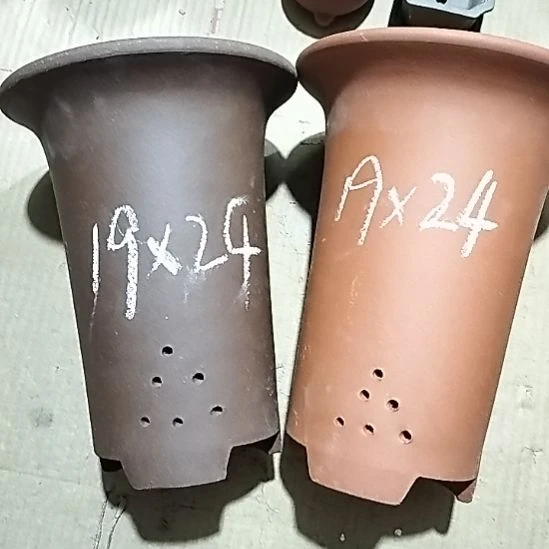 紫砂20CM（含）-50CM（不含）大红大紫兰花两个微瑕