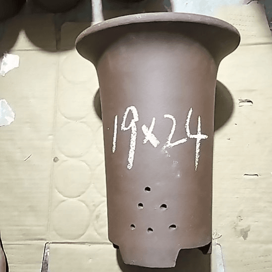 紫砂20CM（含）-50CM（不含）大兰花一个微瑕