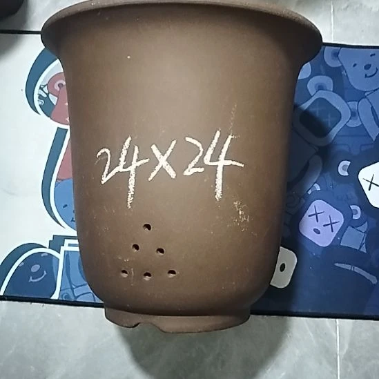 紫砂20CM（含）-50CM（不含）特大金钟瑕疵一个