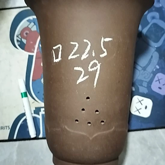 紫砂20CM（含）-50CM（不含）莲花金钟微瑕一个
