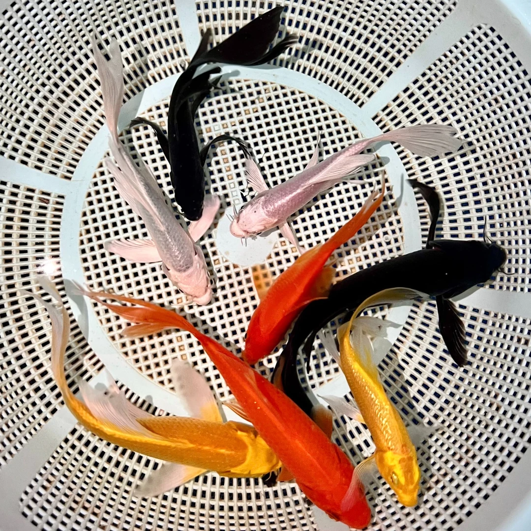 锦鲤观赏鱼活体四色组合冷水鱼苗好养耐活淡水鱼