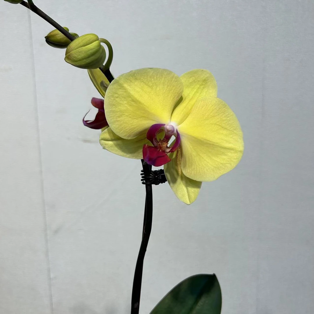 天之兰精品《黄天鹅》3.0蝴蝶兰 好养耐养 黄色系 送礼优选精品花花
