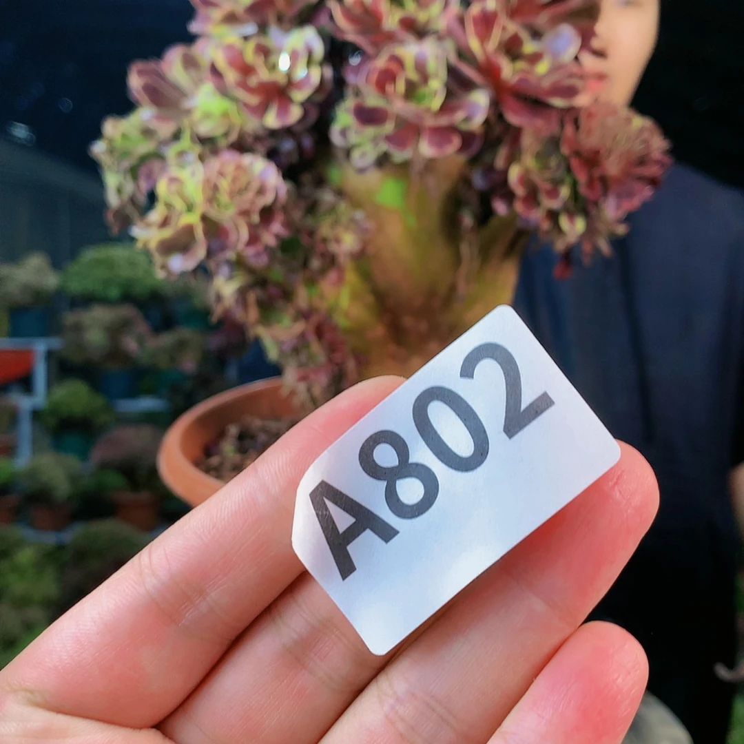 啊啊啊啊啊啊啊802