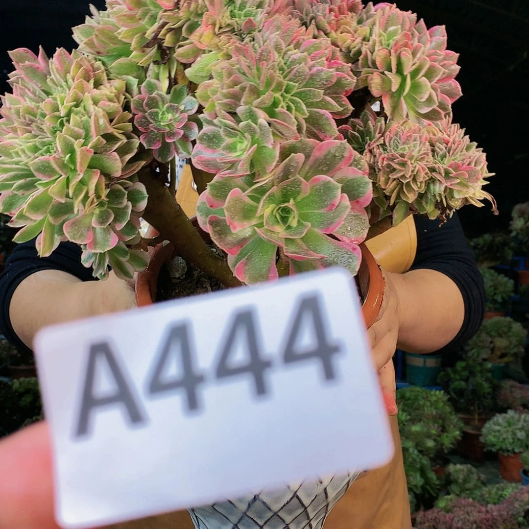啊啊啊啊啊啊444