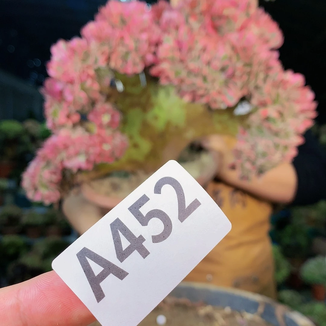 啊啊啊啊啊啊啊啊452