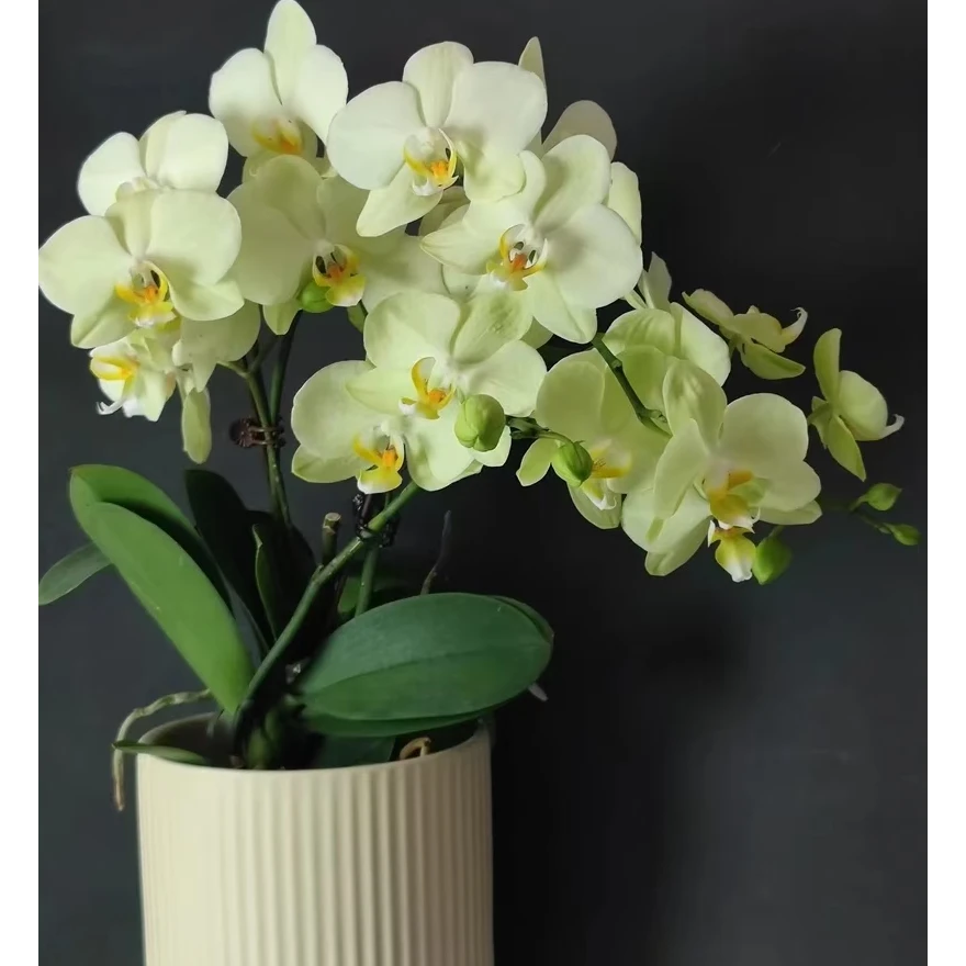 诗坊园【卡利】绿色系蝴蝶兰室内兰花盆栽送礼带花带苞客厅