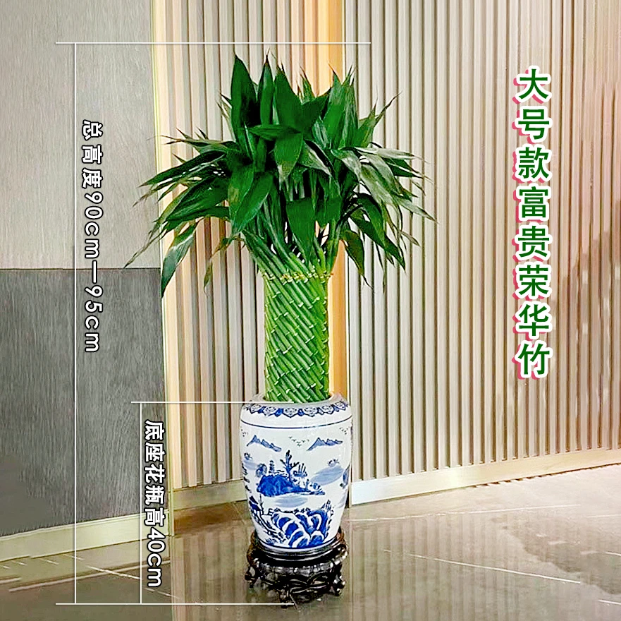 开业乔迁护眼转运竹室内客厅办公室养植绿植盆栽大号大号护眼
