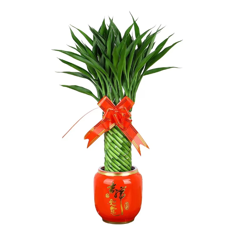 搬新家开业送礼光照发财竹观音竹水培客厅室内四季绿植花卉盆栽