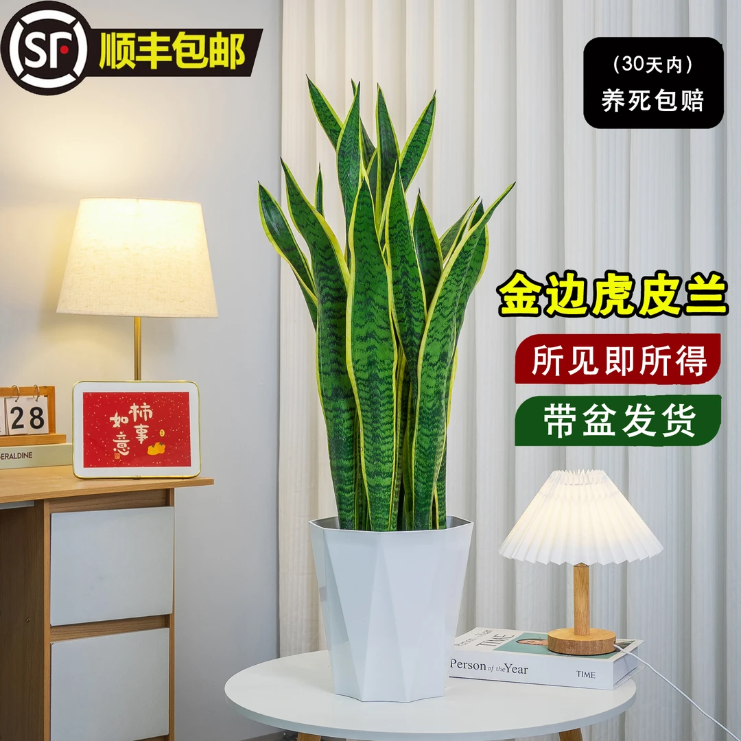 金边虎皮兰大颗室内盆栽客厅防辐射植物好养新房吸甲醛耐旱翠绿