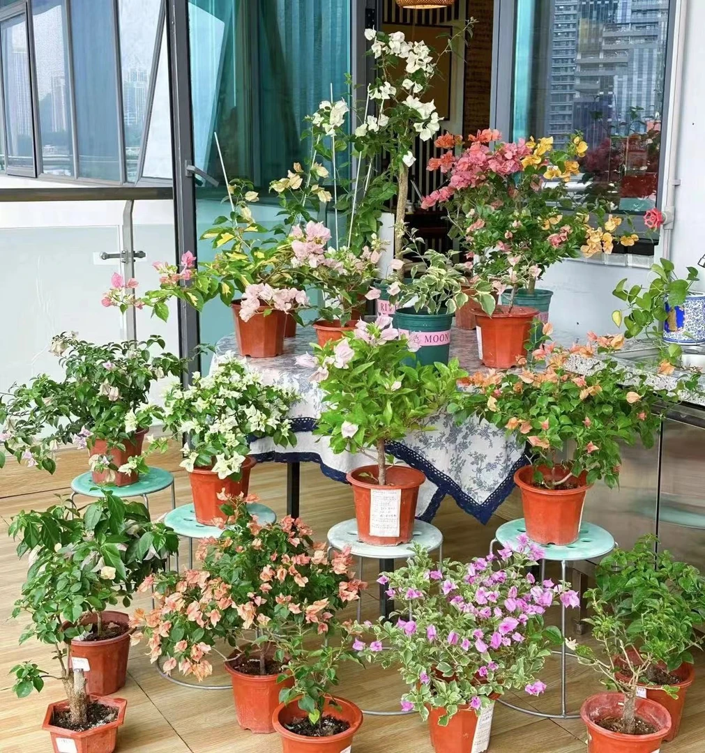 混色三角梅四季勤花精品三角梅（不带花）