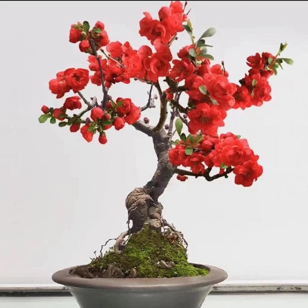 耐寒植物海棠花四季开花庭院阳台海棠花苗