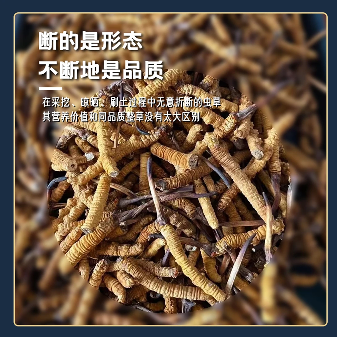 【西藏小帅】正宗西藏那曲高海拔冬虫夏草10克装(大断草）大断草滋补