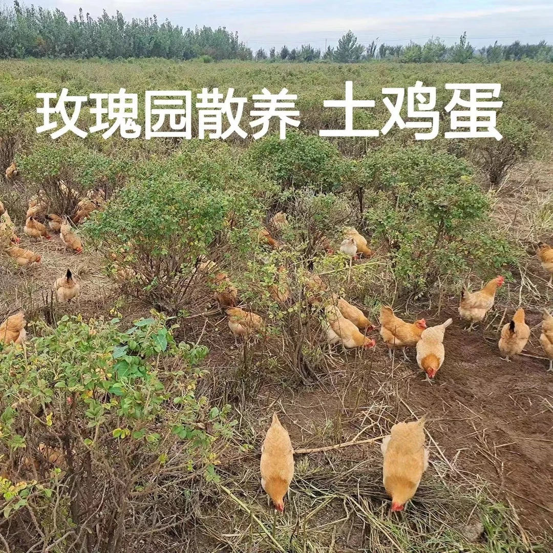 300亩玫瑰园散养土鸡蛋（60枚）预定更优惠