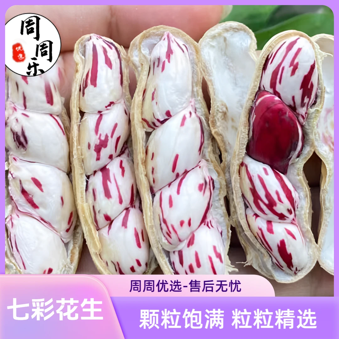 云南高山野地农家种植新鲜七彩花生现挖现发水果花生带泥带壳花生