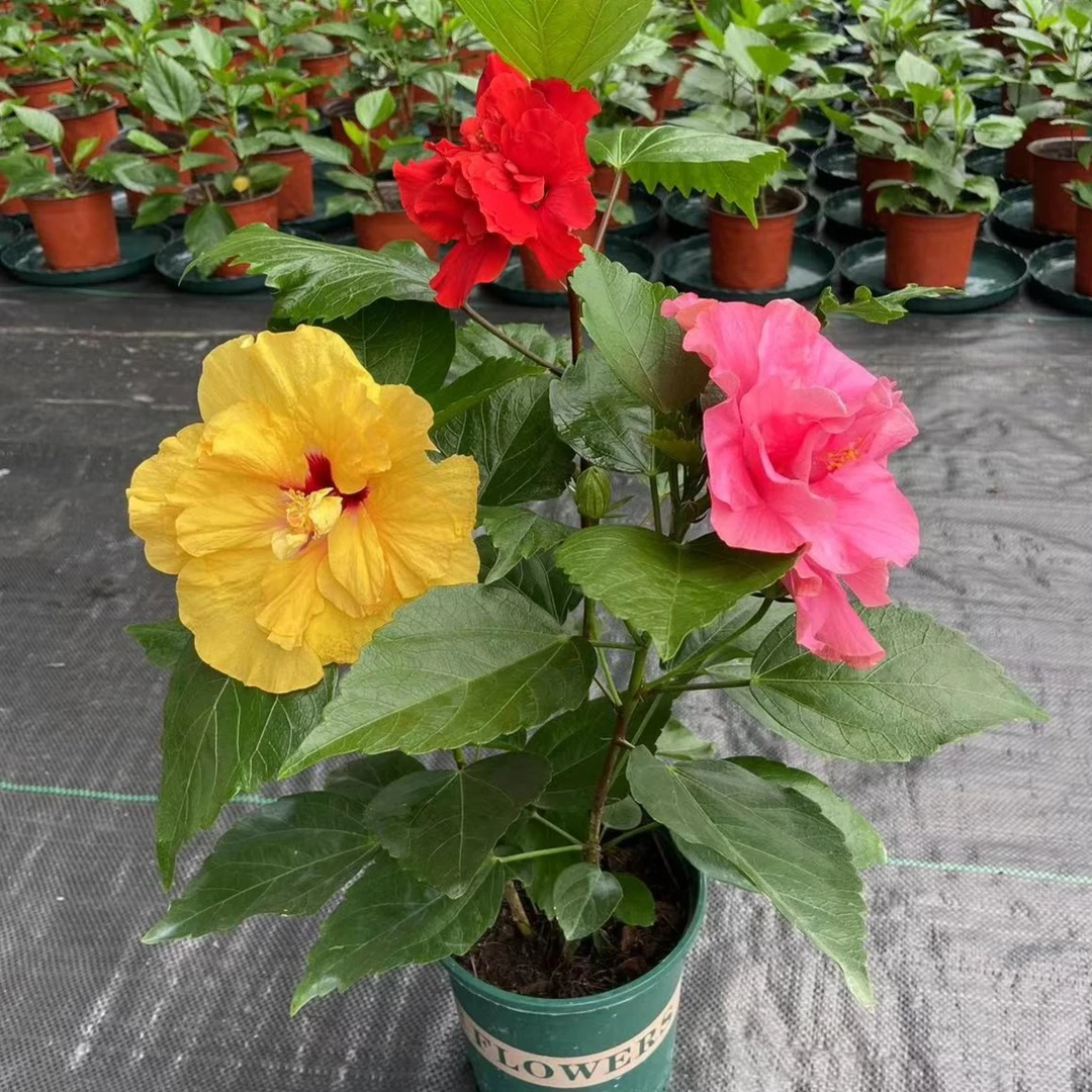 加仑盆三色丹麦木槿盆栽 四季开花原盆原土发货带花苞阳台花卉