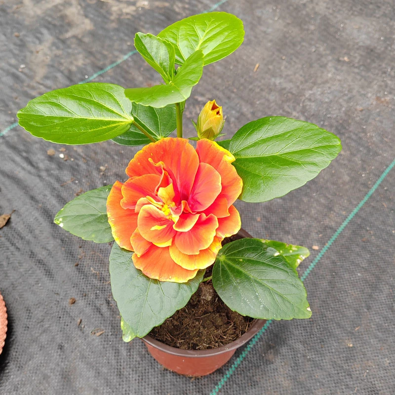 重瓣阿波罗小苗木槿花带花苞丹麦木槿盆栽四季开花室内阳台花卉