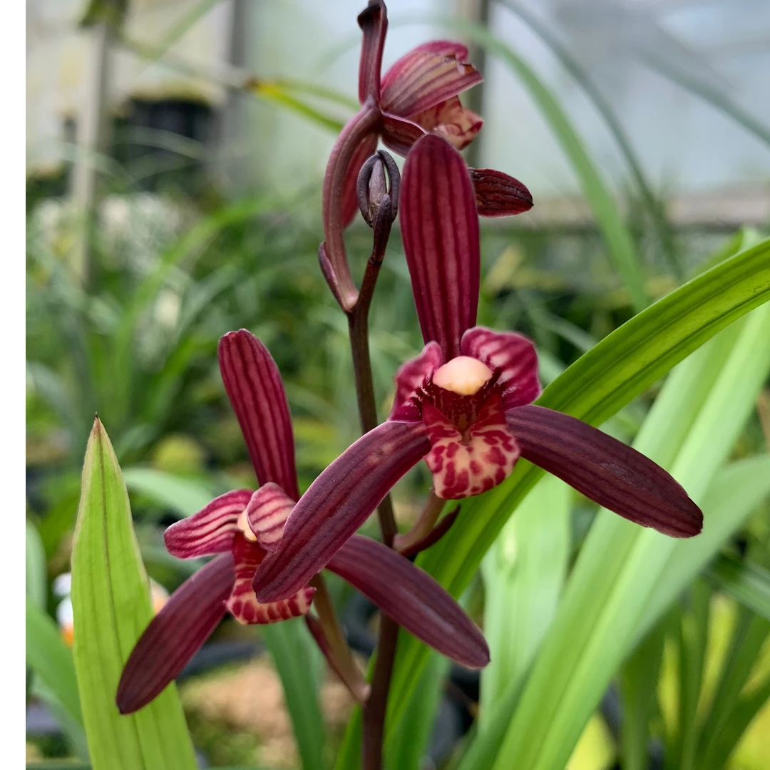 逸品兰园建兰铭品：墨宝庭院阳台绿植美观趣味盆栽花卉花苗夏季