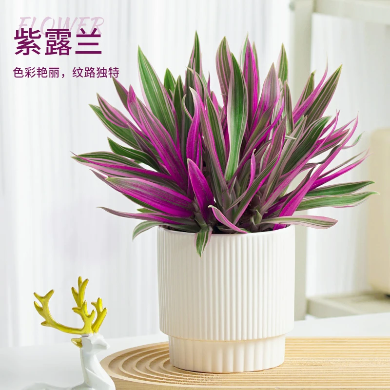 紫露兰盆栽室内植物网红花卉净化空气油画吊兰客厅绿植紫路兰苗