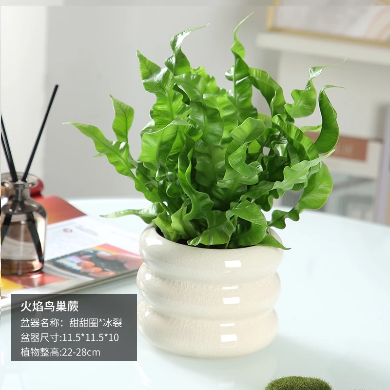 鸟巢蕨盆栽室内净化空气小植物办公室四季常绿好养绿植耐阴植物