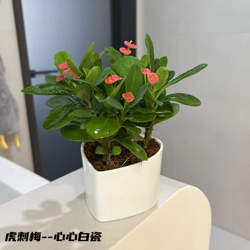 虎刺梅迷你窗台小盆栽室内绿植四季好养活桌面铁海棠植物老桩盆景