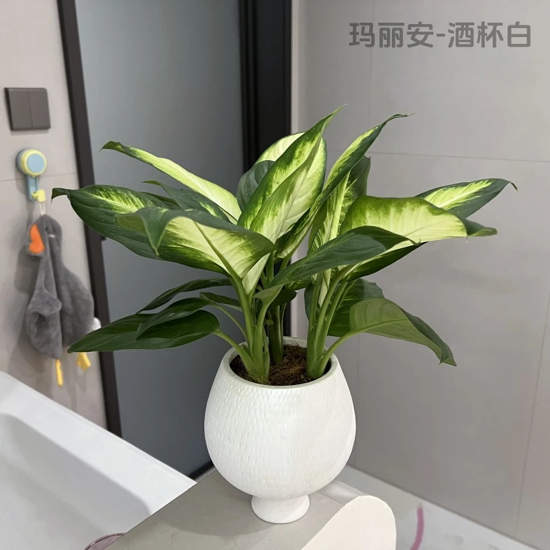 玛丽安水培植物盆栽万年青富贵竹室内绿植好养植物客厅净化空气花