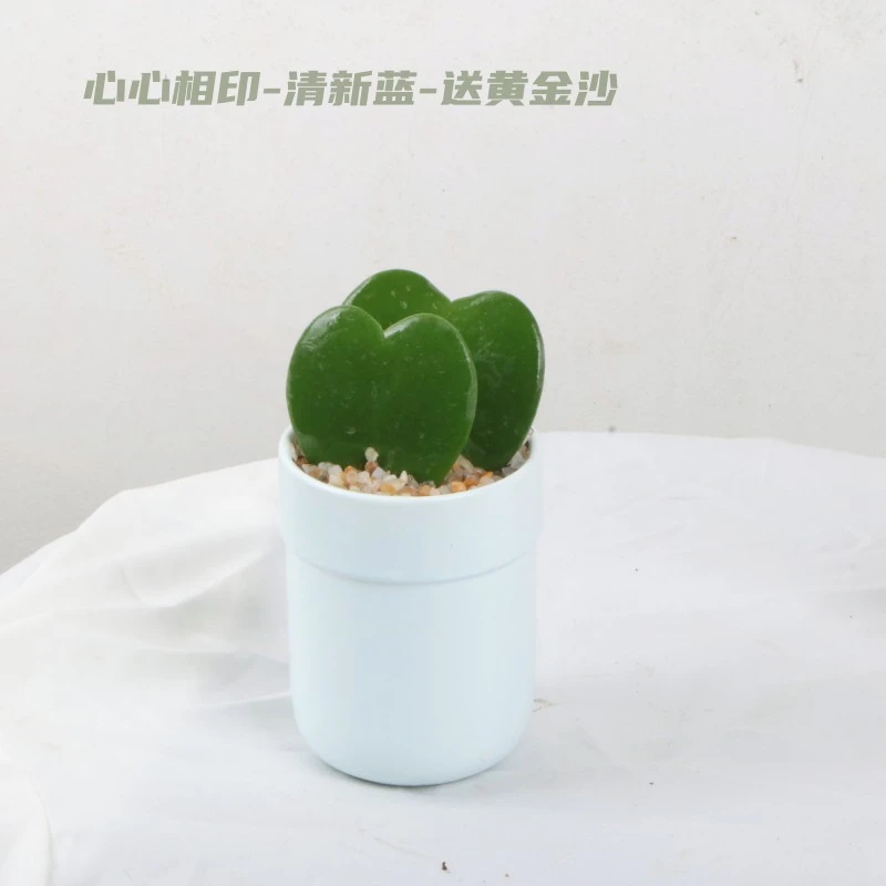 一片心多肉小盆栽办公室创意礼物室内耐阴绿植防辐射好养桌面植物