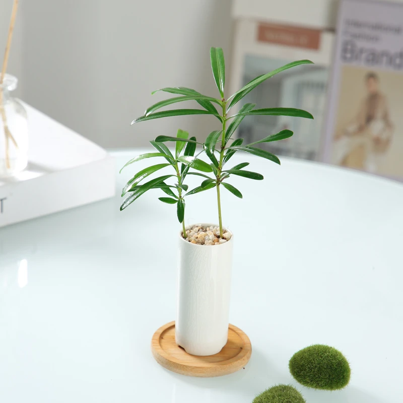 罗汉松指尖微型盆栽桌面迷你拇指网红植物掌中宝盆景观叶绿植树苗
