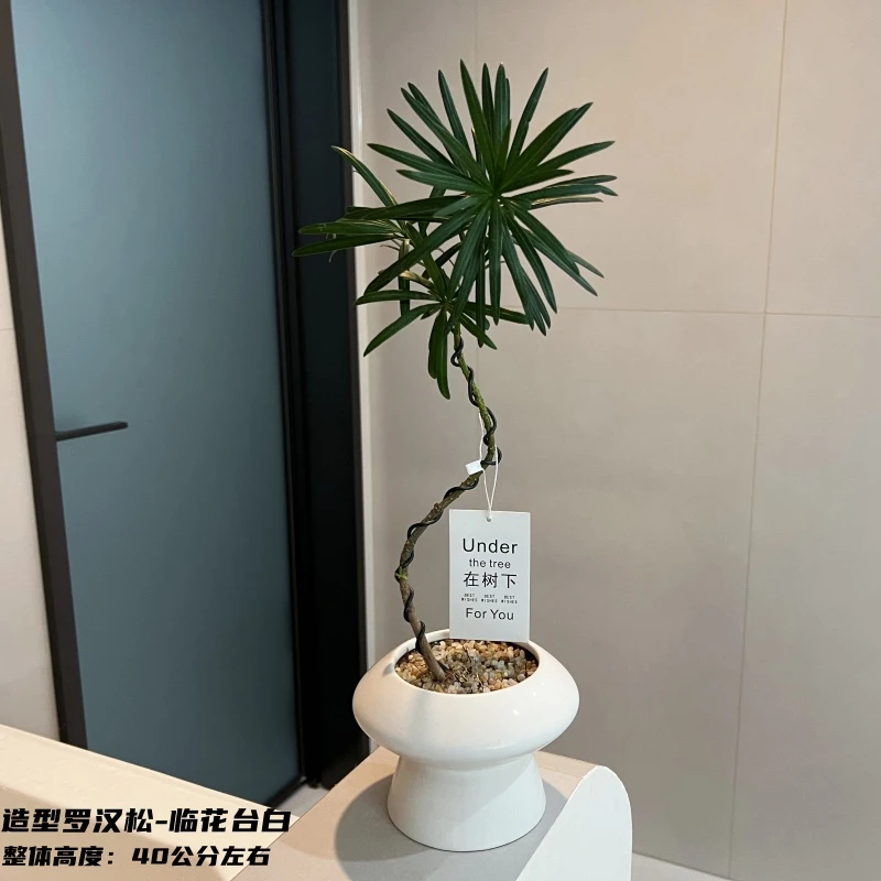 罗汉松造型绿植盆栽易活四季花卉室内办公室桌面客厅懒人植物盆景