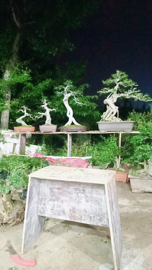 湖湖北京山对节白蜡直播间下单链接