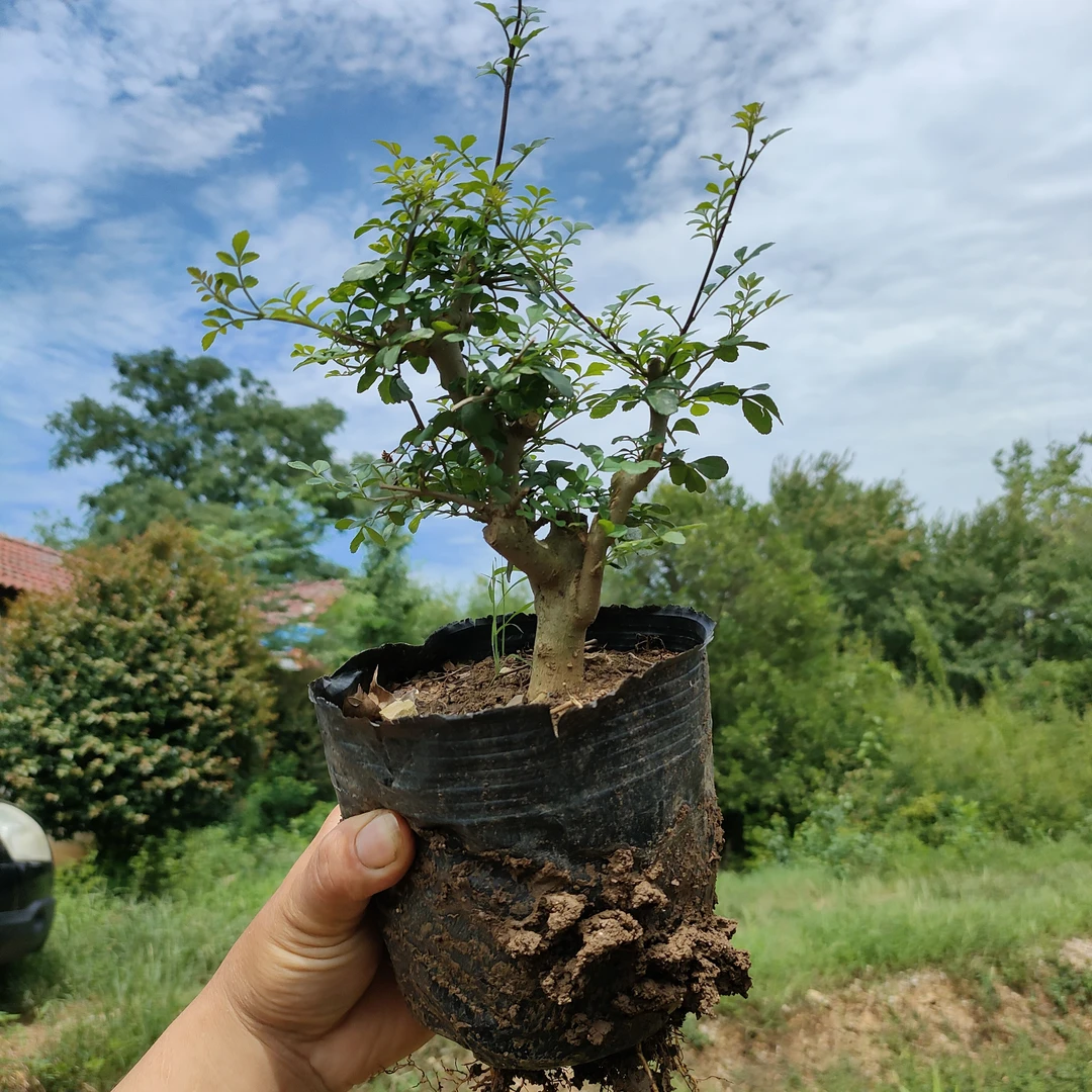 对节白蜡小盆景随机发货