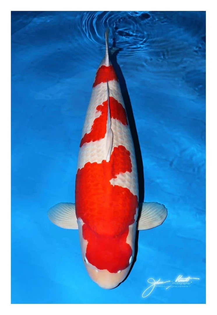 红白昭和绯泻芥子 各种血统锦鲤