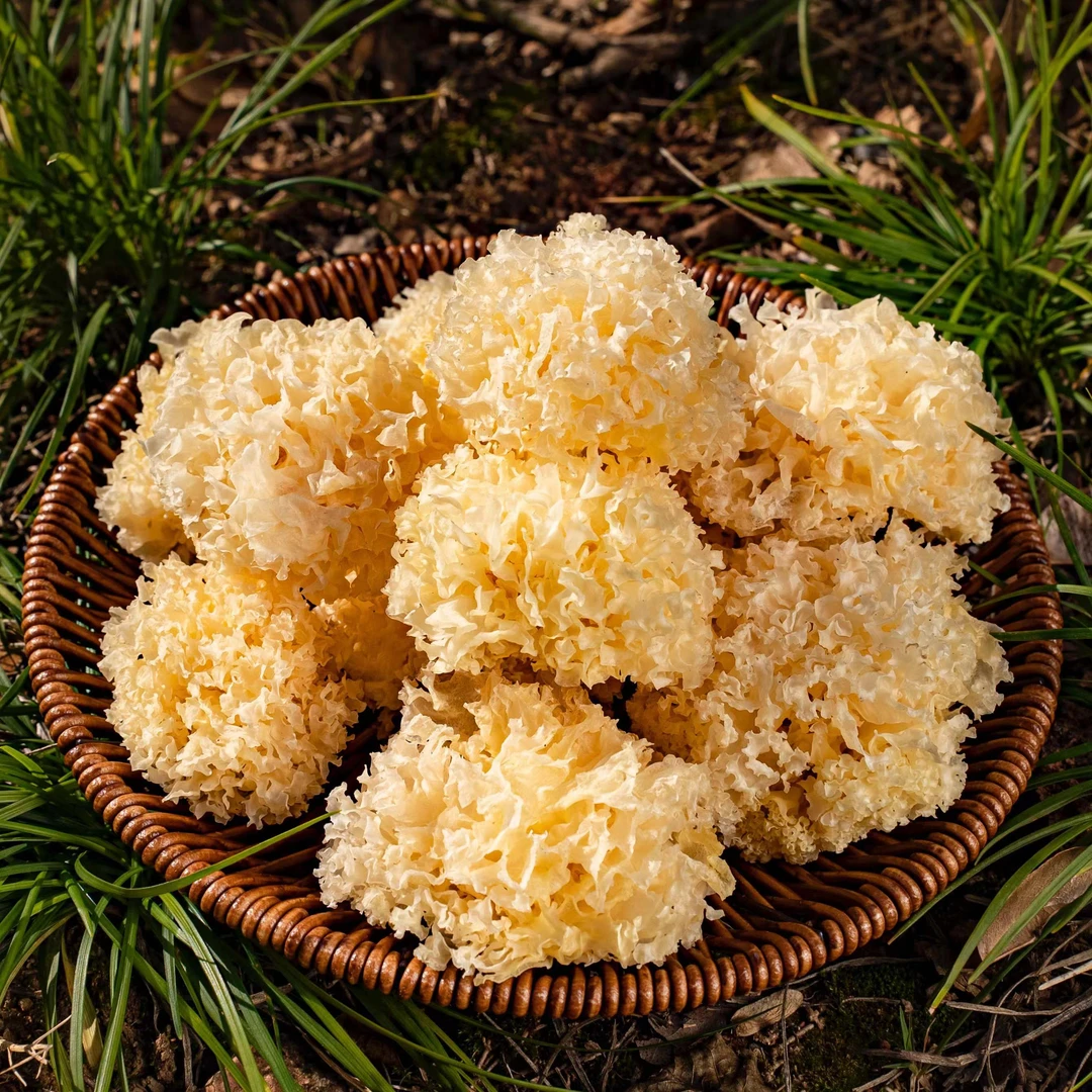 高山椴木银耳 125g