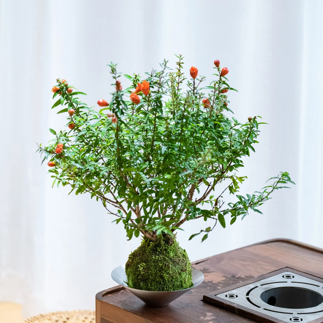 【石榴花苔藓球】室内客厅带花苞好养活植物趣味小盆栽四季花卉绿植