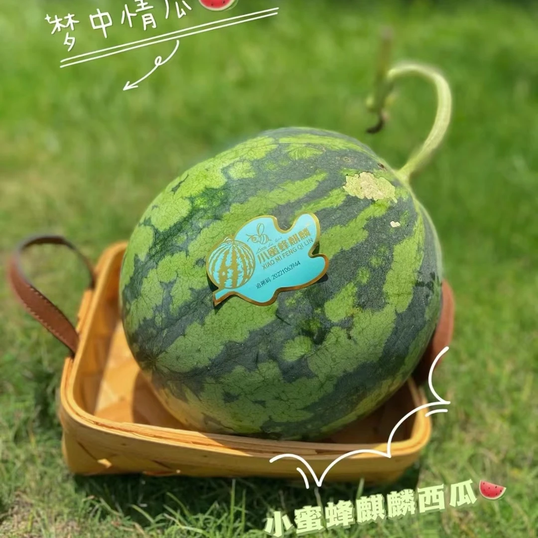 新货小蜜蜂麒麟西瓜无籽西瓜当季云南大果6-10斤新鲜红壤西瓜脆甜