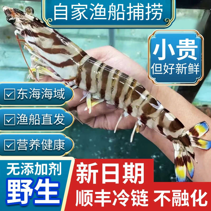 深海九节虾鲜活东海竹节虾船冻锁鲜新鲜速冻斑节虾海鲜花虾