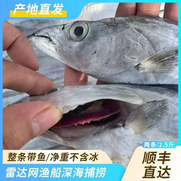舟山带鱼雷达网新鲜冷冻鲜活海鲜整条小眼睛刀鱼东海油带