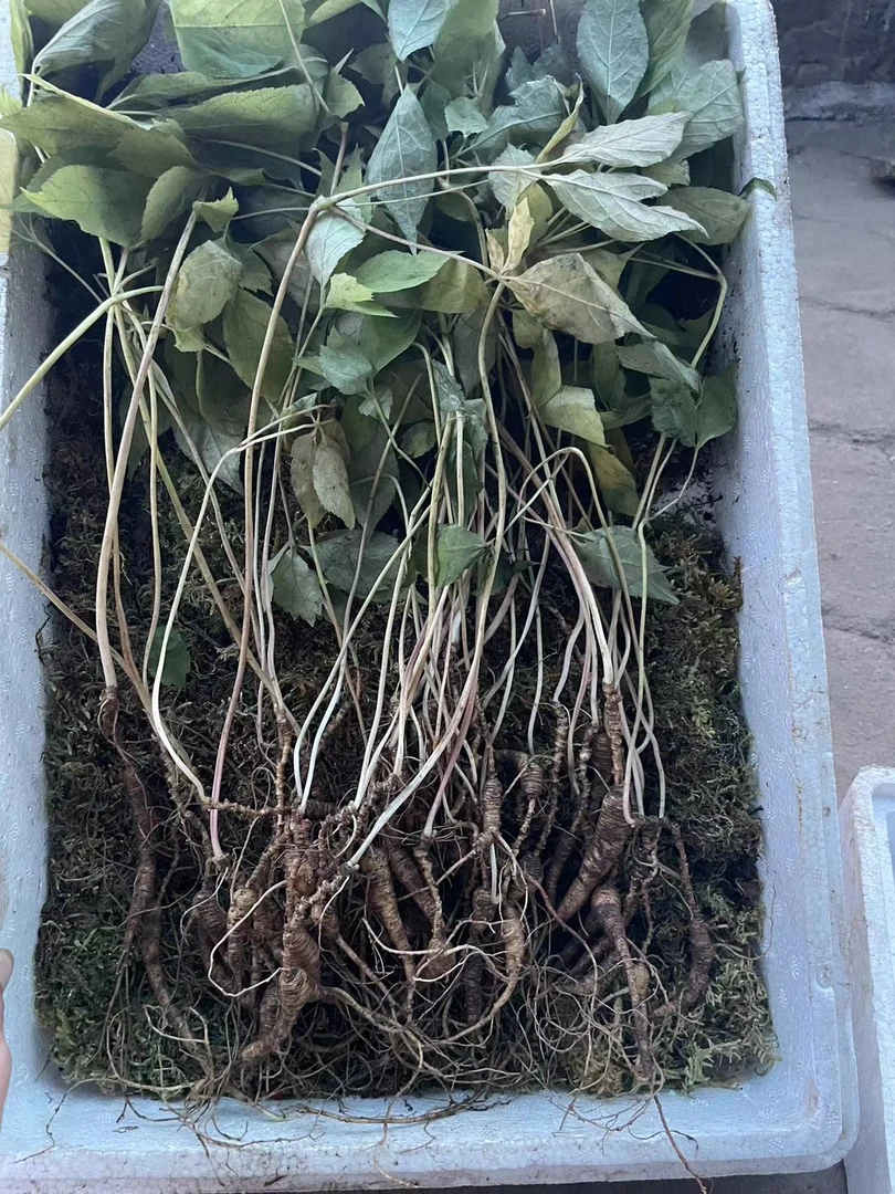 长白山鲜人参长白山鲜人参