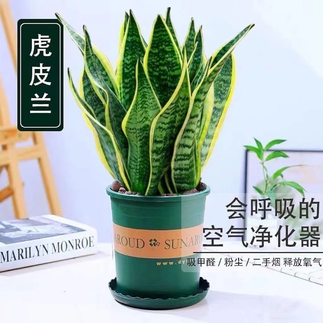 金边虎皮兰除甲醛绿植净化空气精品盆栽客厅阳台办公室家庭绿植
