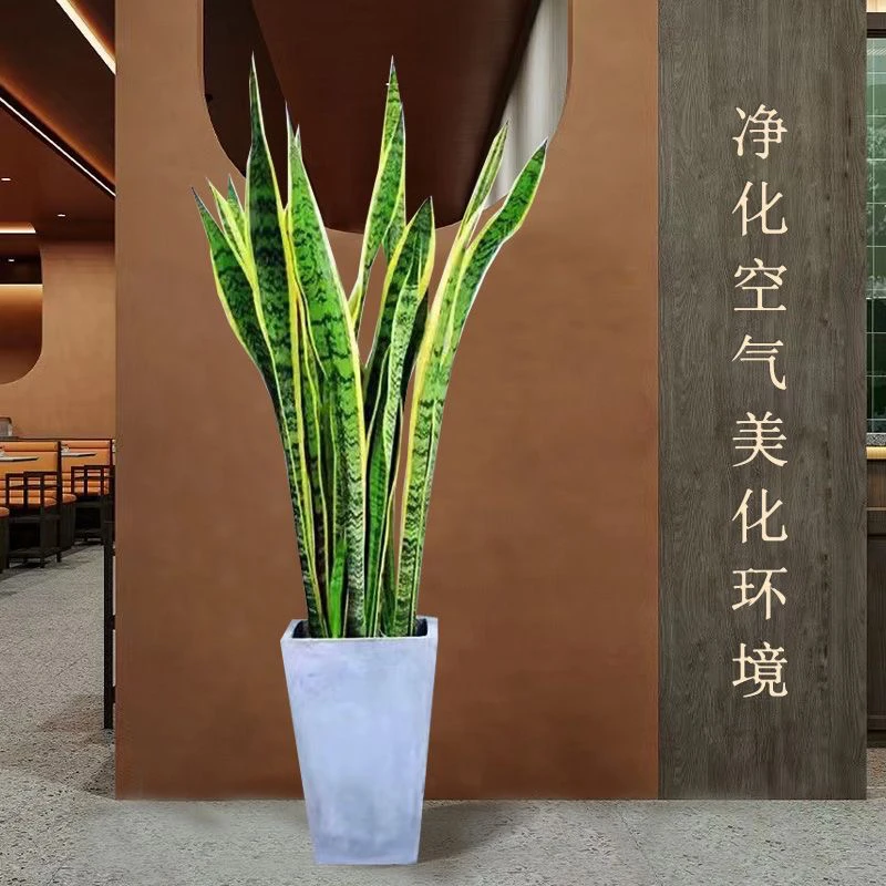 高端花卉懒人花吸甲醛黄金兰盆栽室内办公室大型绿植落地盆栽