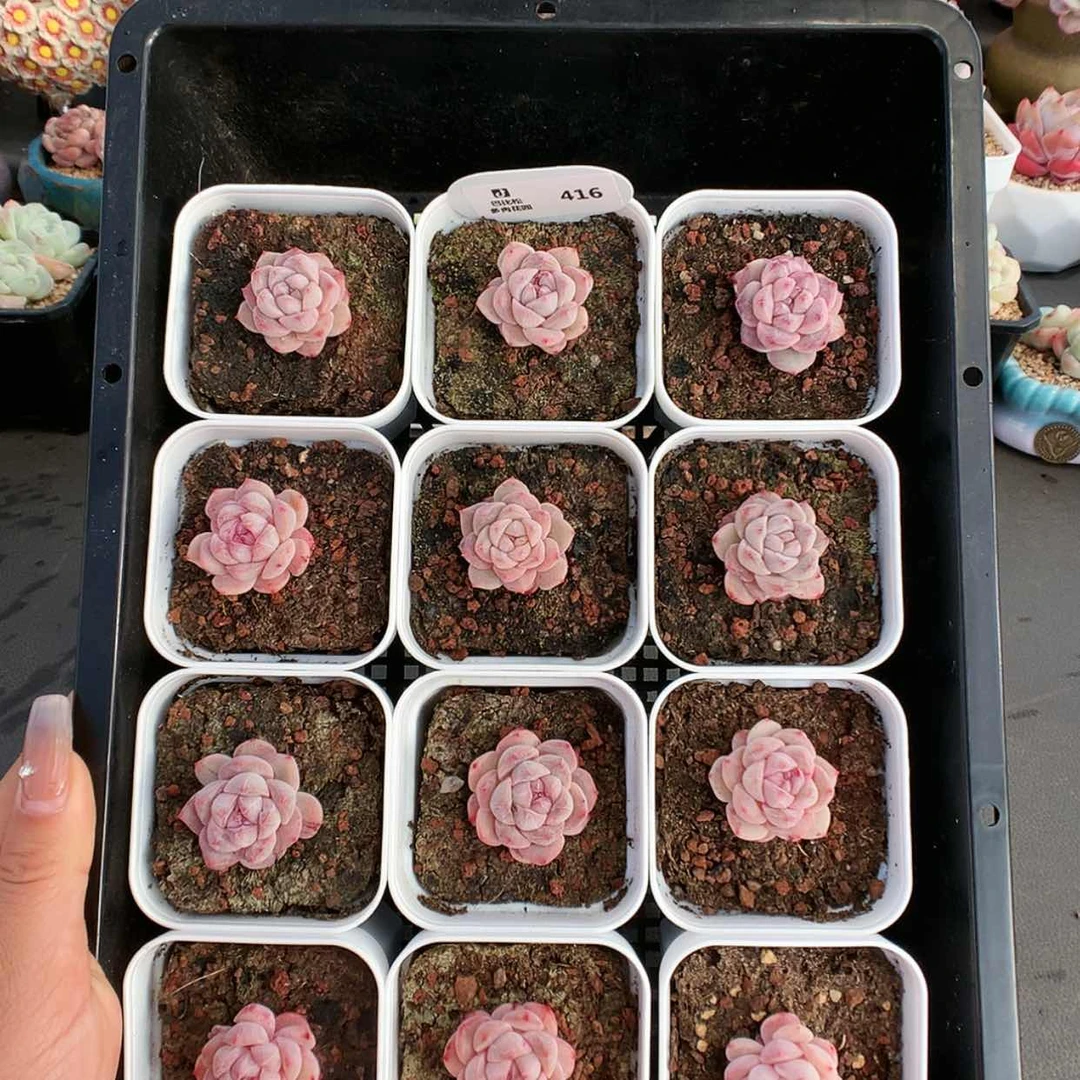 【闪购商品】416粉钻