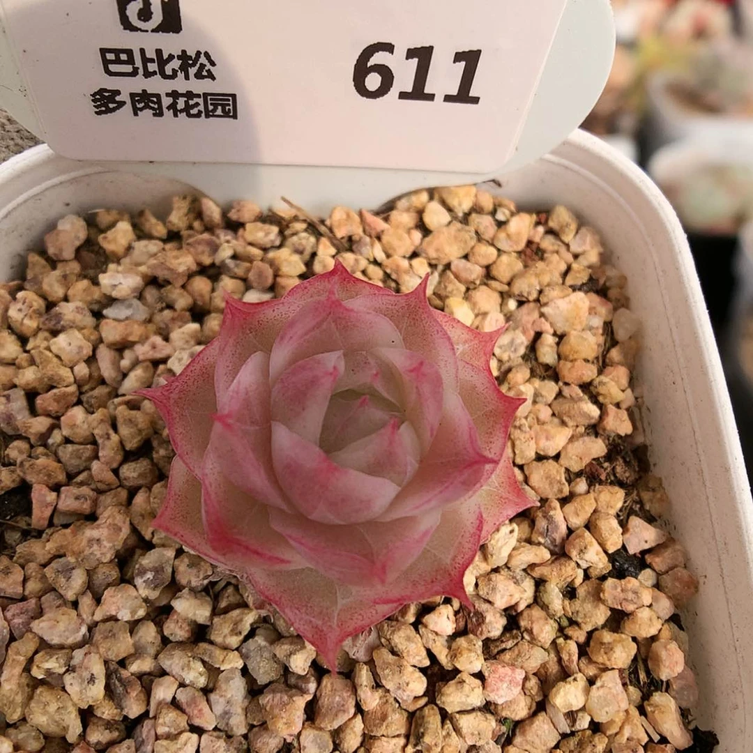 【闪购商品】611潘多拉多肉