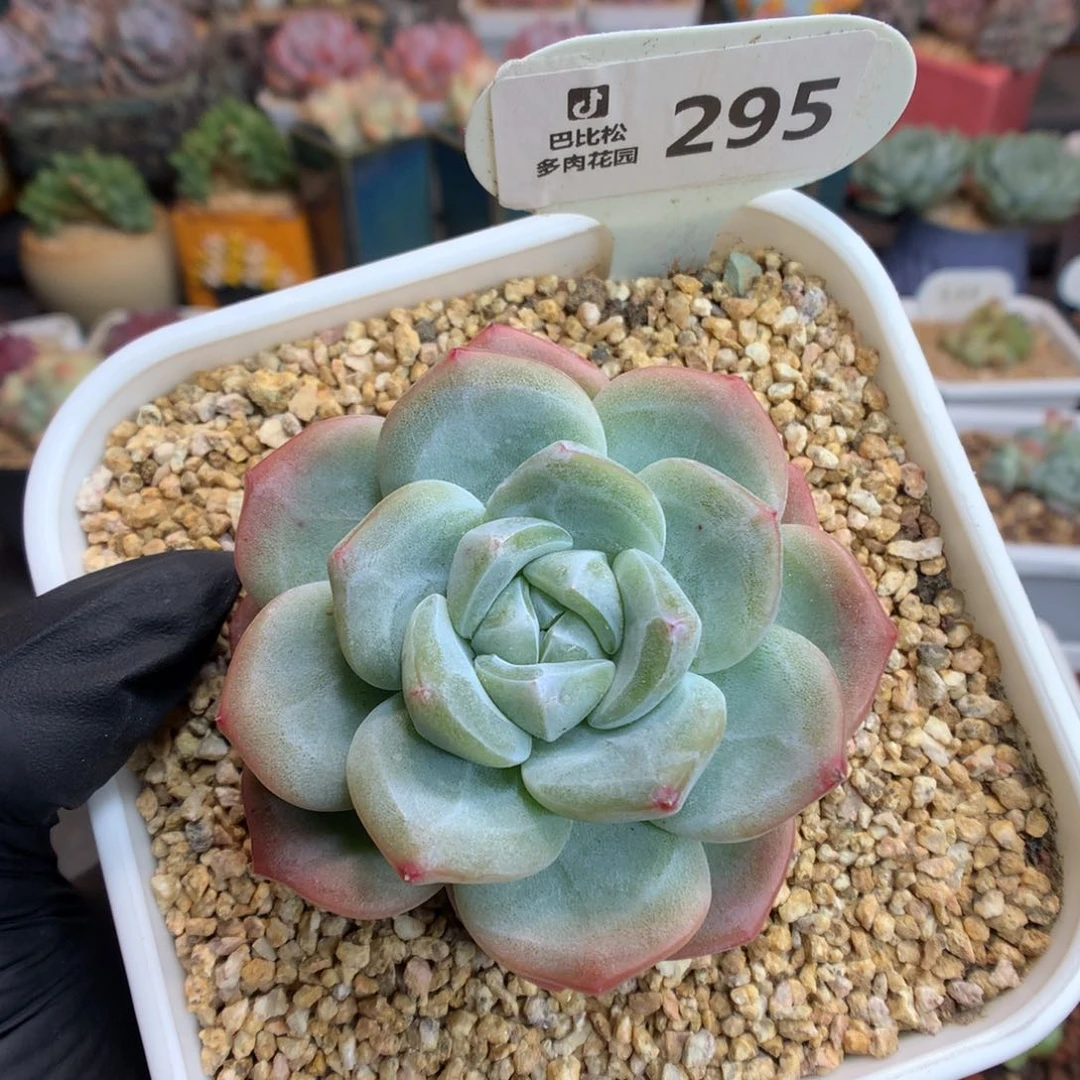 295 冰玉石化母本