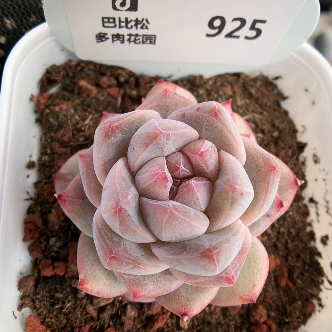 【闪购商品】925粉钻