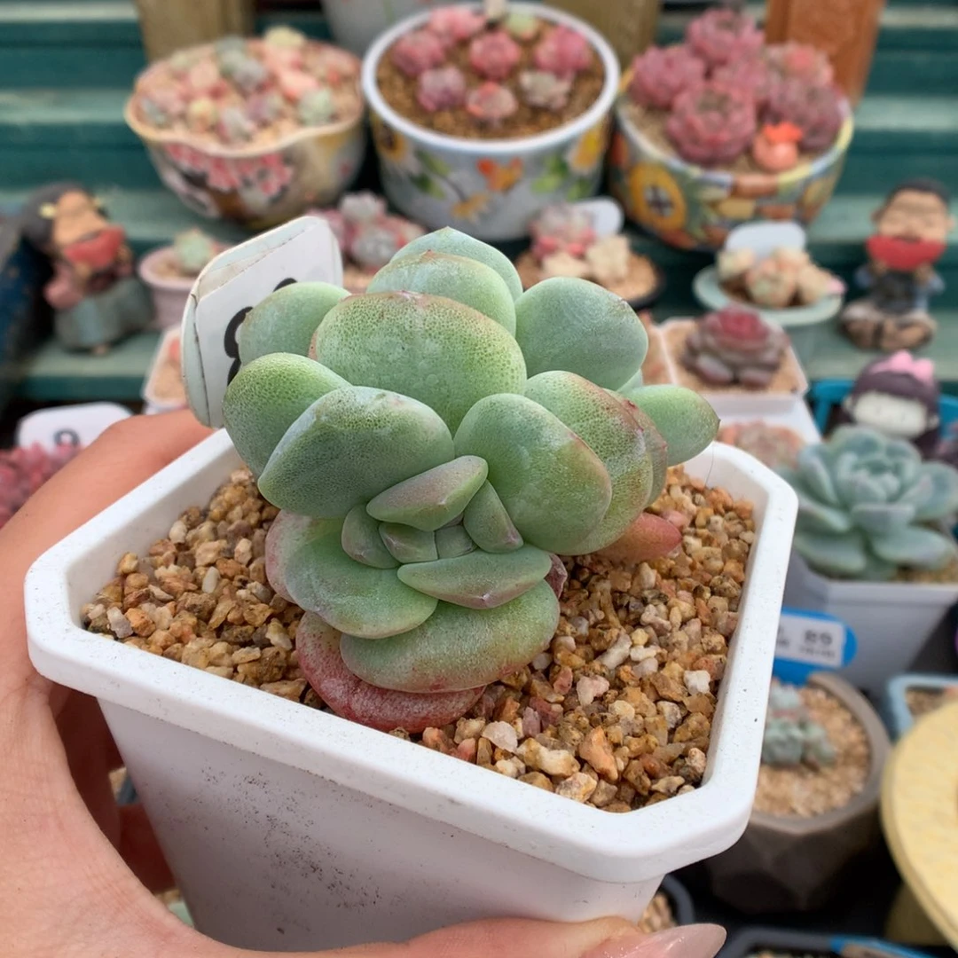 89双头冰玉石化多肉