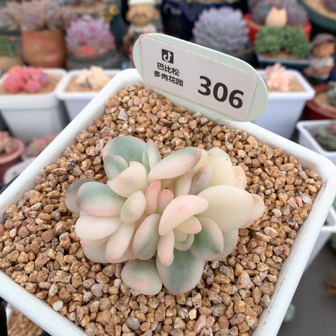 306 梦露锦 多肉