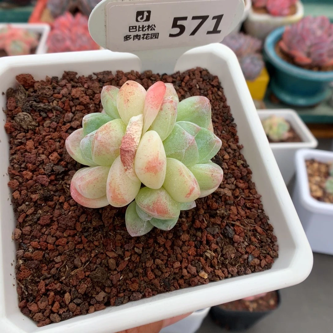 571全透透心冰玉三头