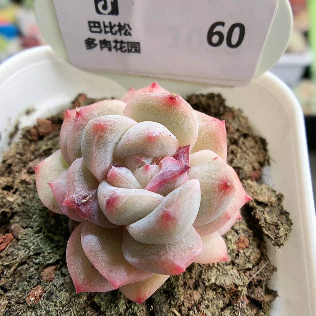 【闪购商品】60粉钻