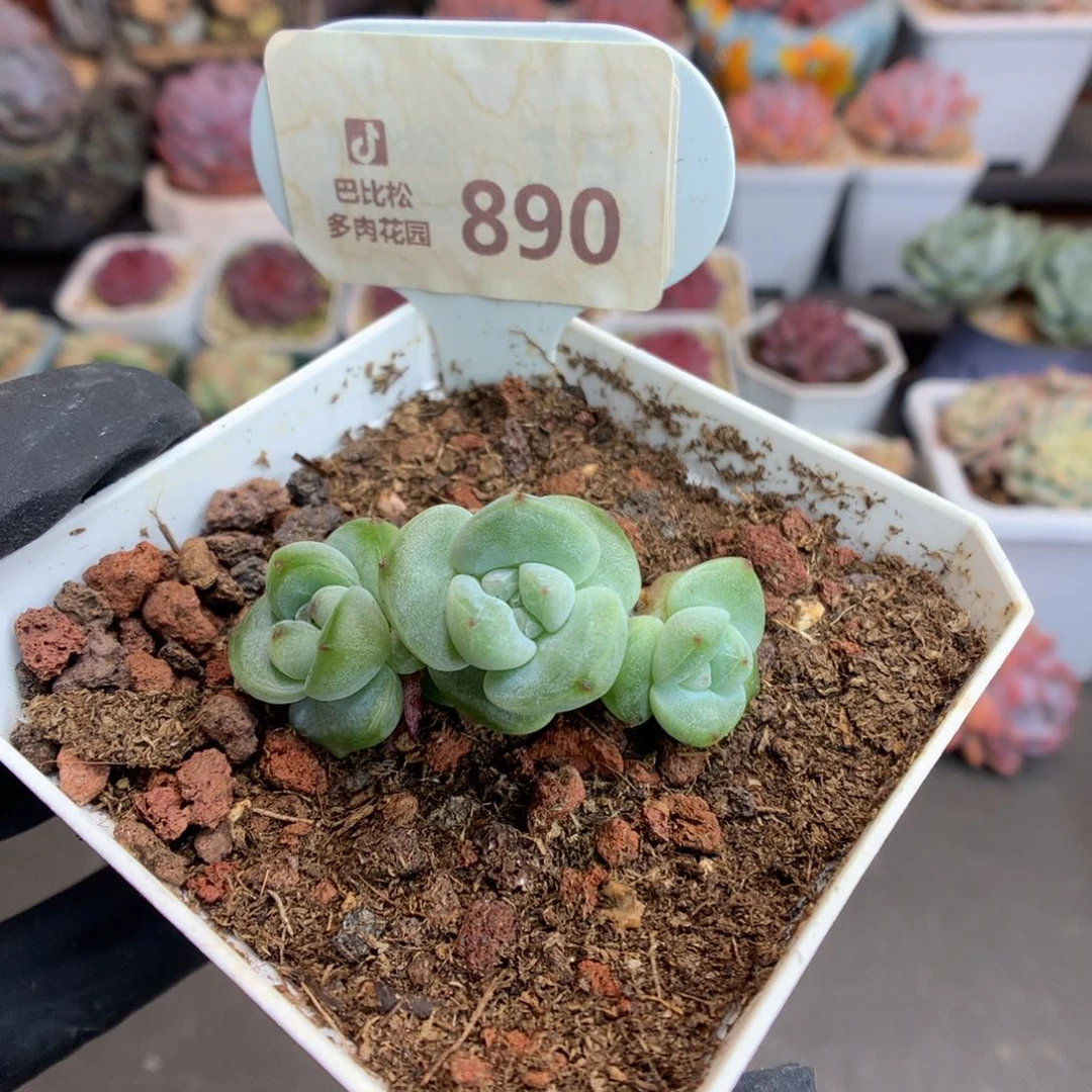 890 钻石冰玉 多肉