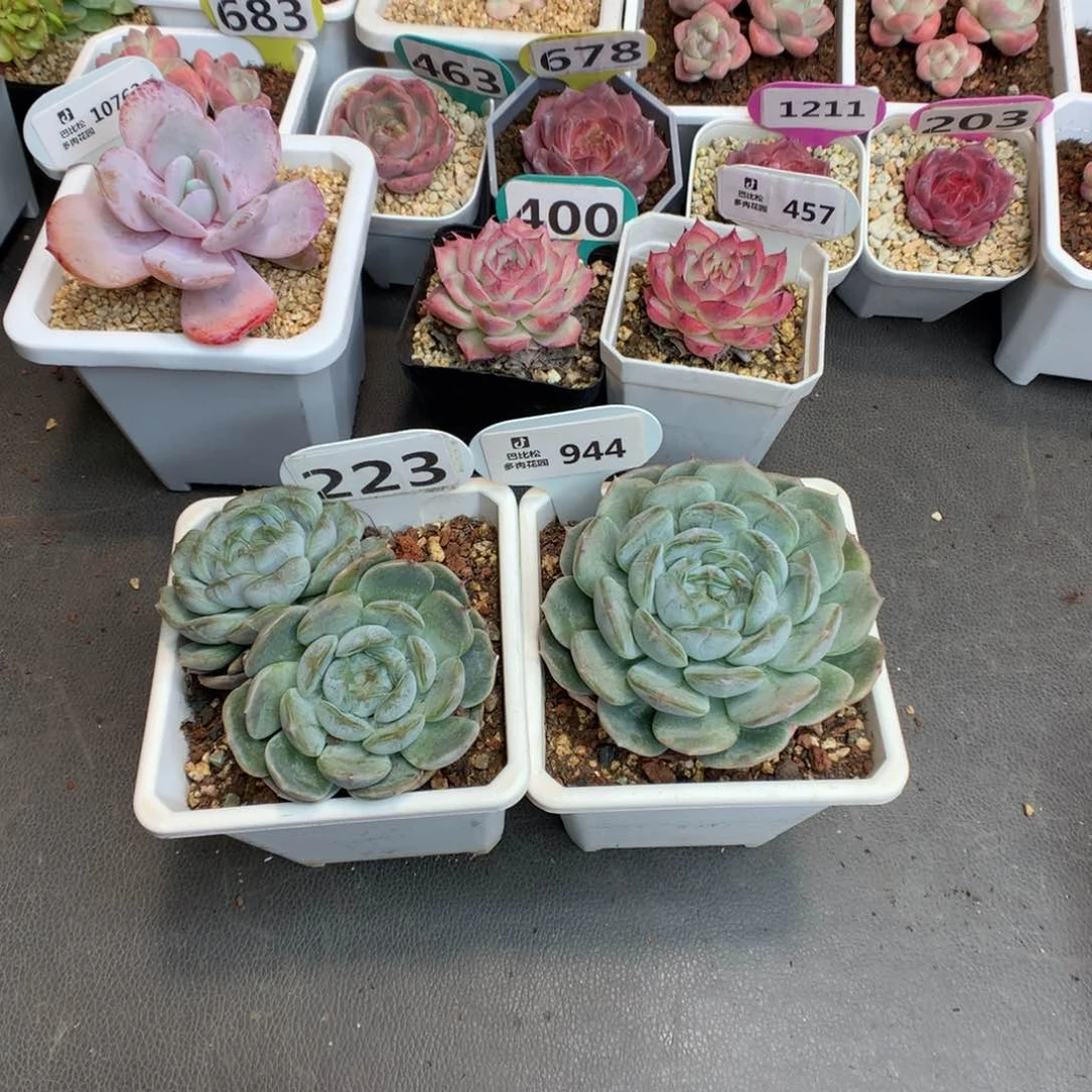 蘇*223-944 两个母本白恋 多肉